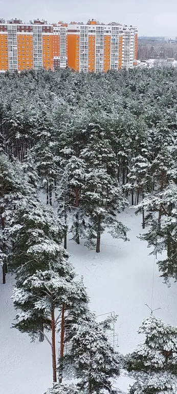 Апартаменты в сосновой роще
