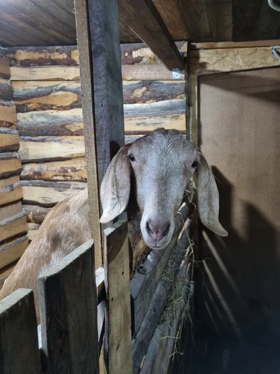 Коттедж Домик в деревне — Соколова