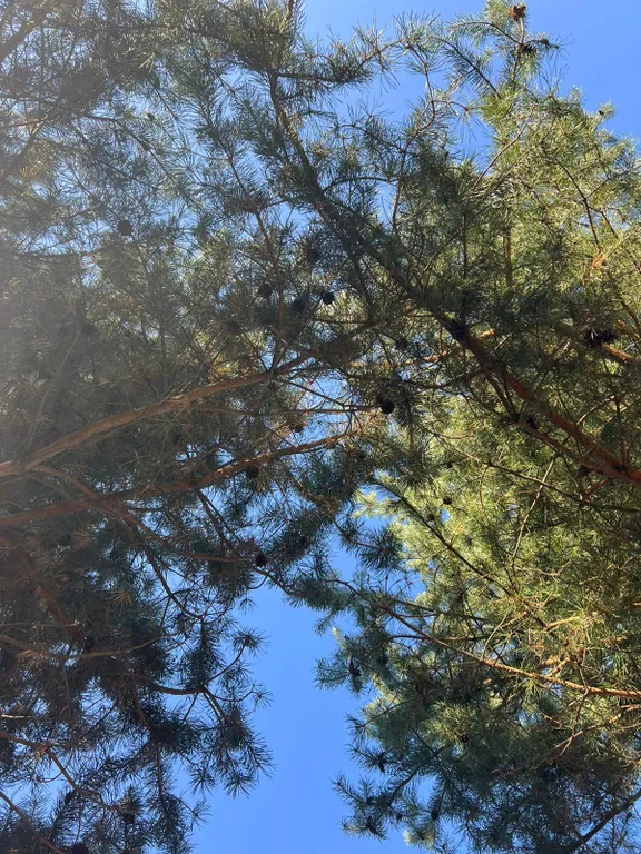 Дом под соснами