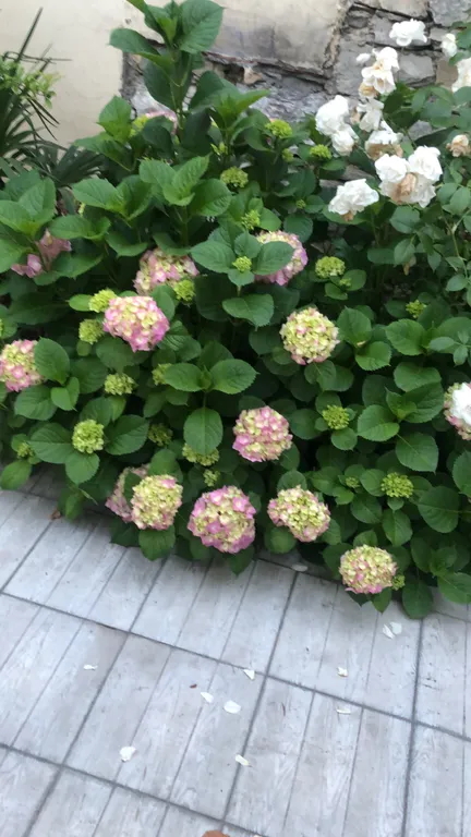 Коттедж Дом в центре города — Махачкала