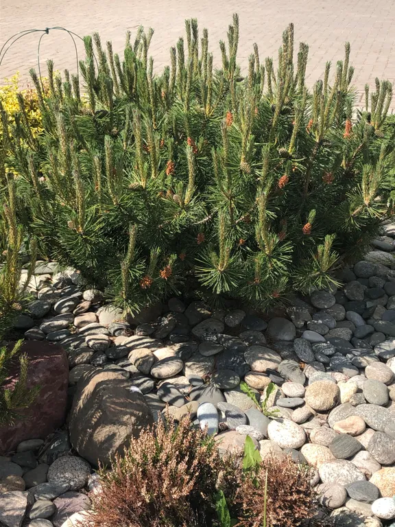 Домик в деревне