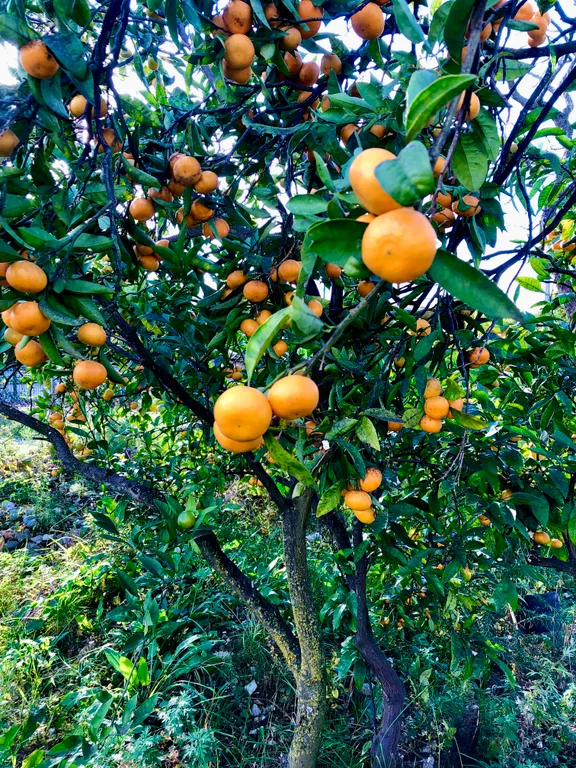 Коттедж Дом с террасой и качелями 53 м2 - Сириус — Сириус