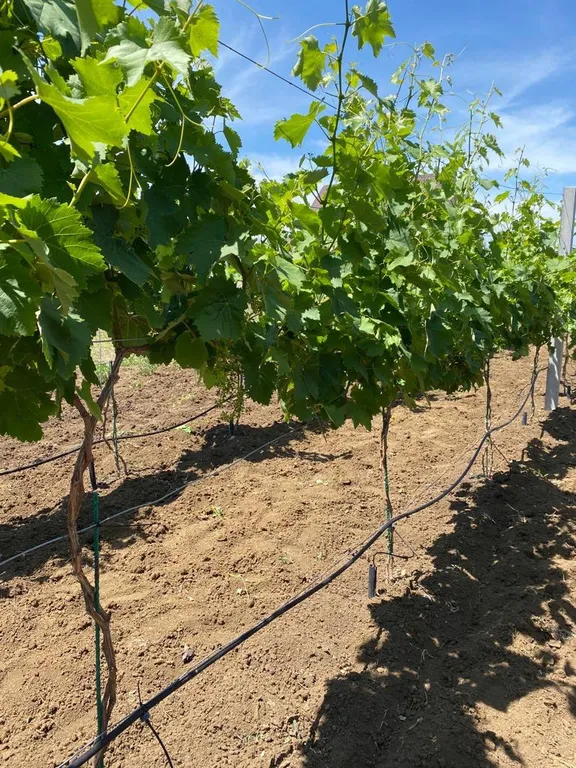 Домик у Черного моря