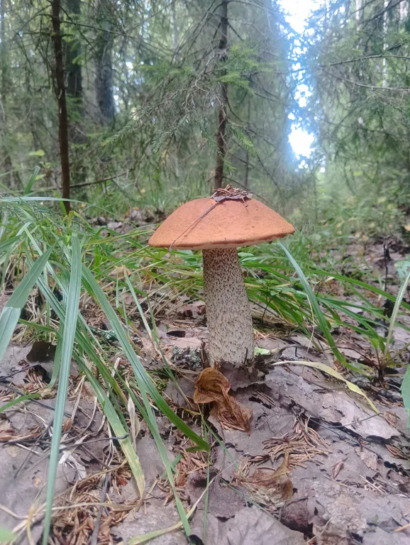 Гостевой дом Лось