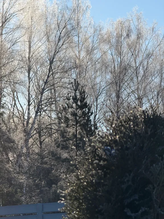 Уютный дом в соснах для семейного отдыха