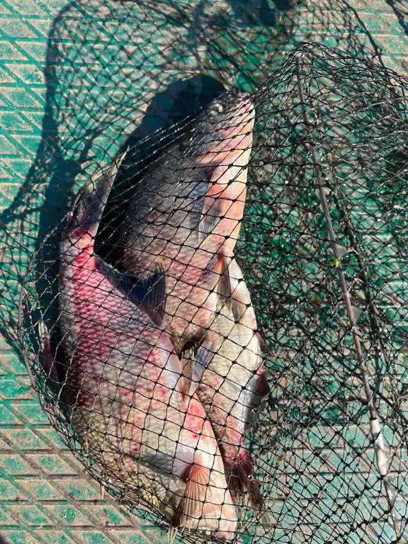 Дом у реки Дубна на первой линии