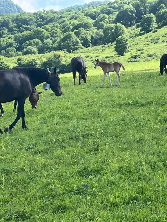 Коттедж Отдых от городской суеты в Адыгеи, домик в лесу А-фрейм — Веселый