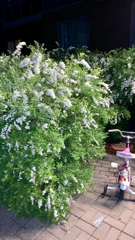 Евродвушка у метро - 400 метров!