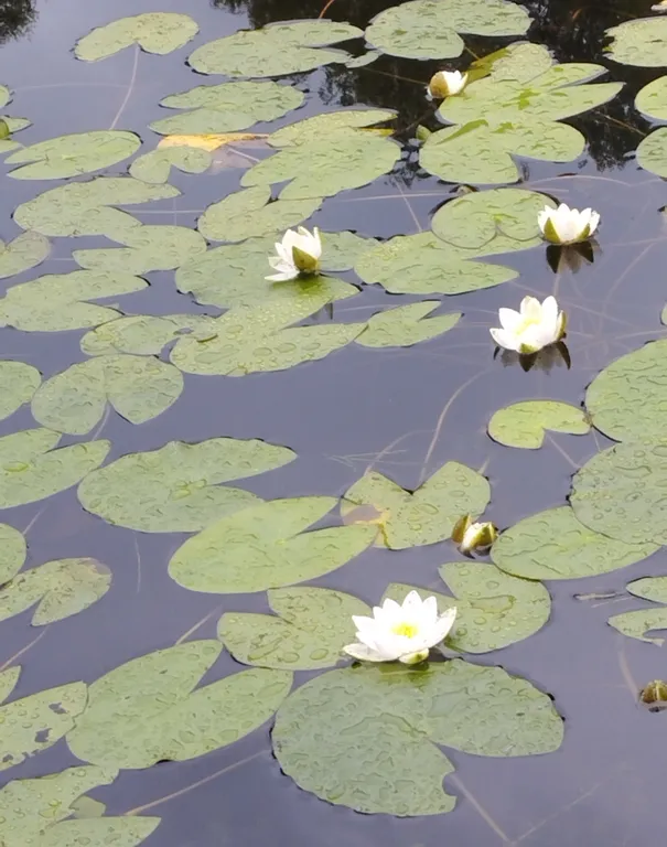 Уютная квартира в 5 минутах ходьбы от озера Сапшо