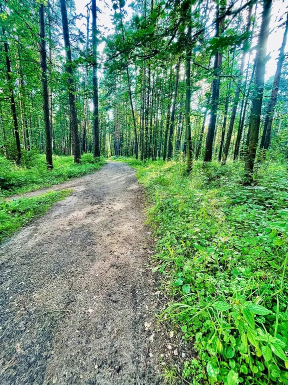 Комфортная студия в сосновом бору