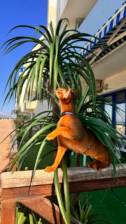 Квартира Апартаменты с видом на море — аренда посуточно в Кача