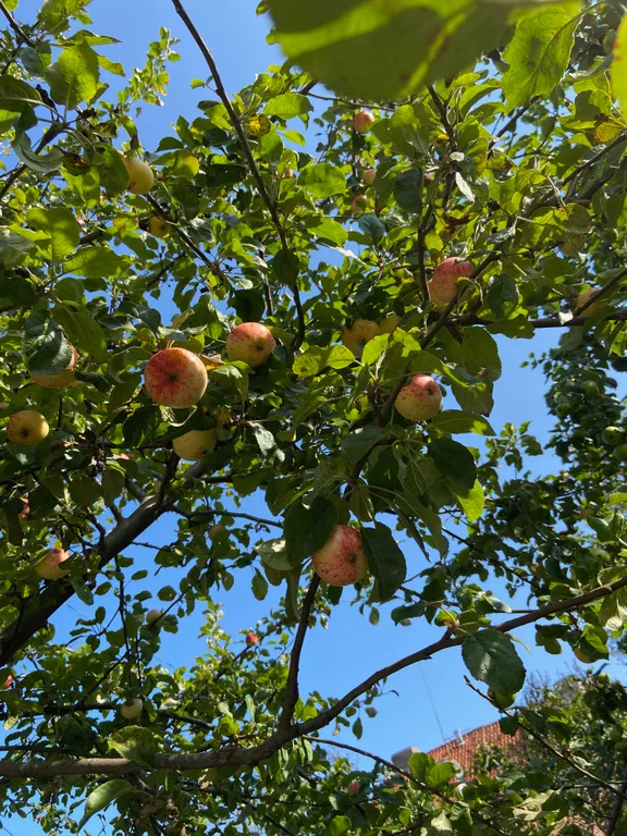 Дом с яблоневым садом на побережье