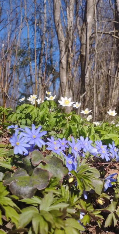 Уютная квартира в 5 минутах ходьбы от озера Сапшо