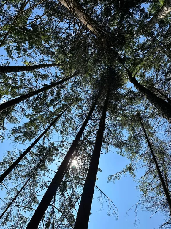 Лесной домик