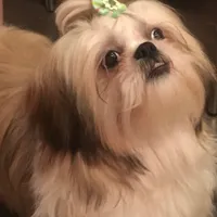 Ирина Яшникова