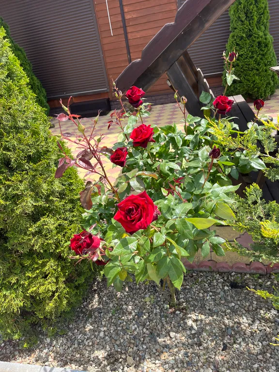 3-комнатный Дом