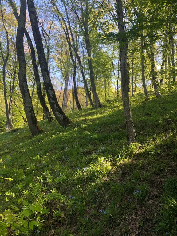 Студия Апартаменты с видом на море и лес