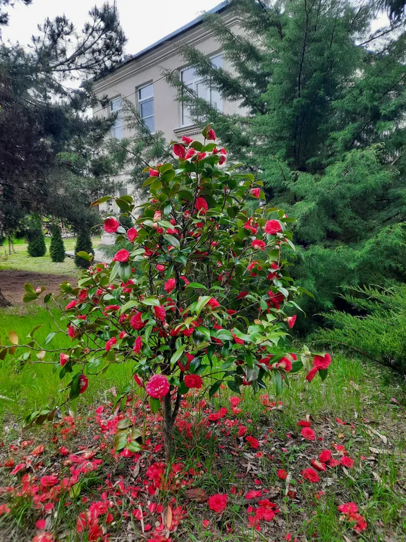 Вилла с парком под ключ