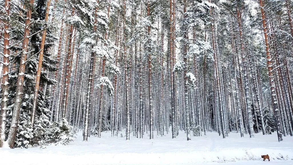 Коттедж Дом в турбазе Чайка, у озера в сосновом бору - Селигерский край — Турбаза Чайка
