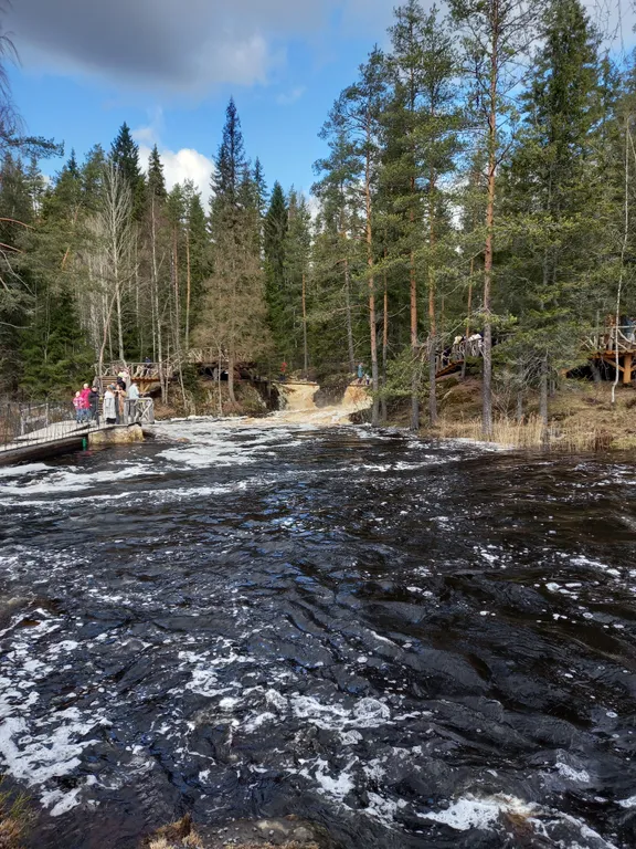 Рыбки-котики
