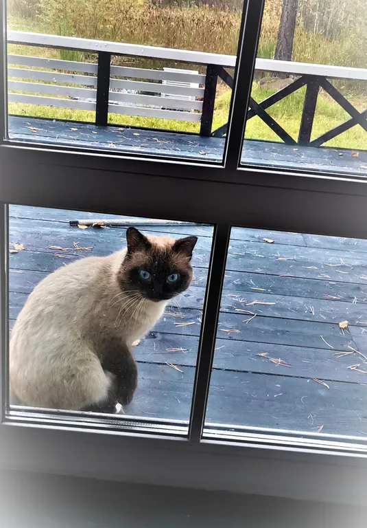 Дом с котом