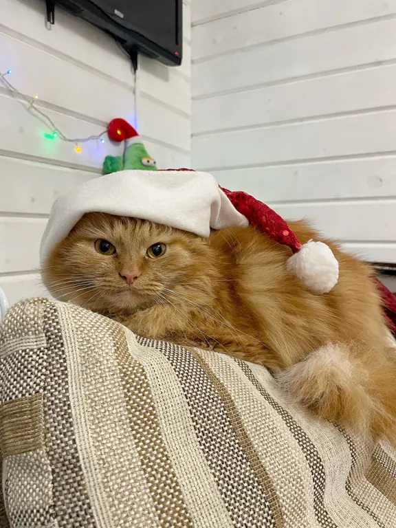 Дом Рыжий кот и Баня в Ипатьевской слободе