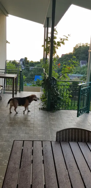 Дом с бассейном у моря участок - 24 сотки райского сада