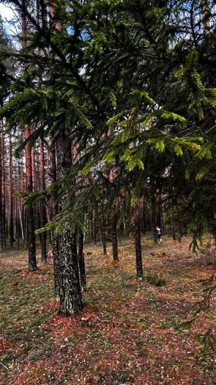 Коттедж Ладожские дюны, комфортный дом с панорамными окнами до 7-ми гостей — Ларионово