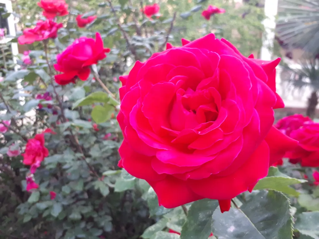 Первый коттедж