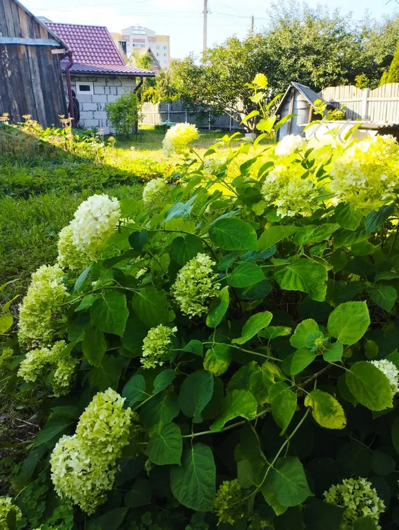 Маленький зеленый домик