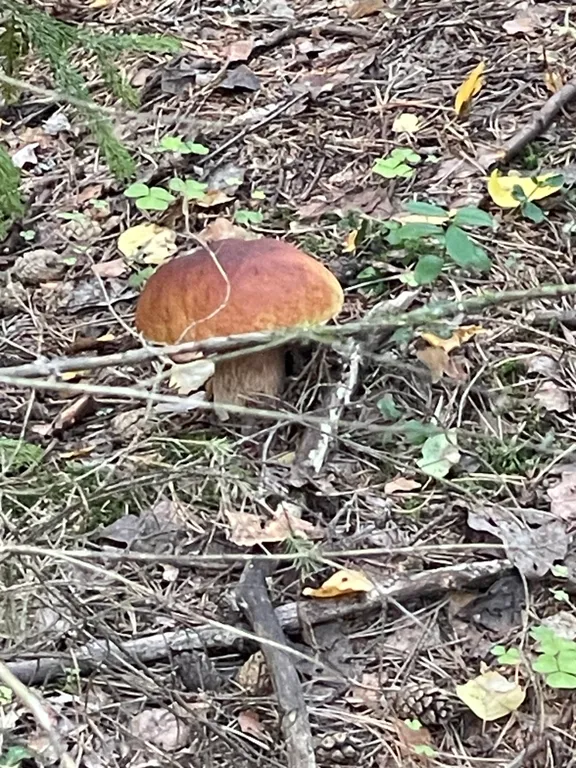 Уютный дом возле знаменитого Плещеева озера