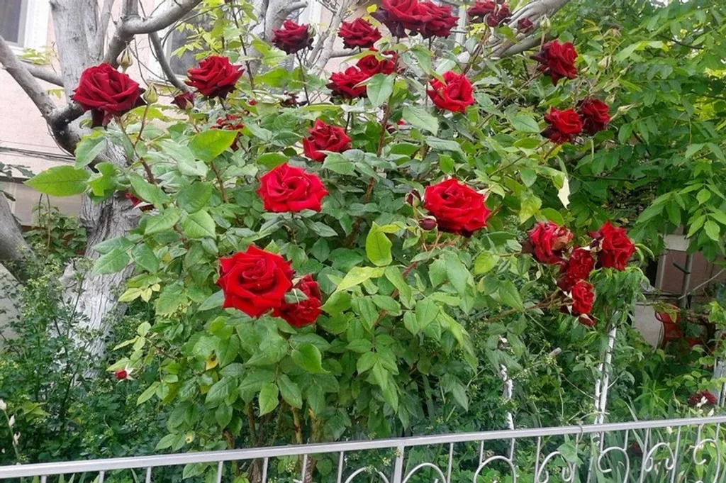 Квартира Частный дом-комната Оранжевая — Севастополь