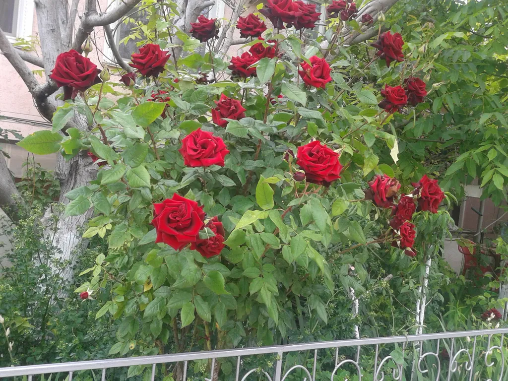 Дома, коттеджи-целиком-1/2 трёх комнатный семейный-7-8чел