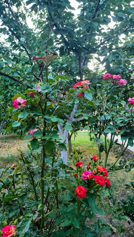 Квартира Квартира Апартамент "Авиньон" с парковкой и завтраком рядом с "Экспоград-ЮГ" — Краснодар