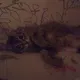 Алена
