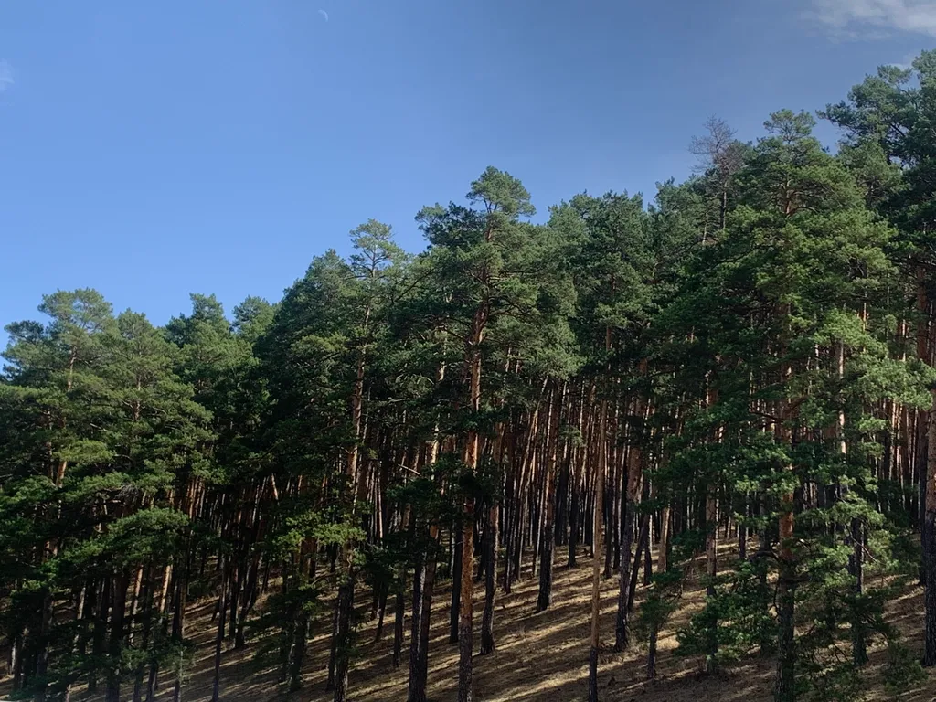 Благоустроенный домик с видом на сосновый бор