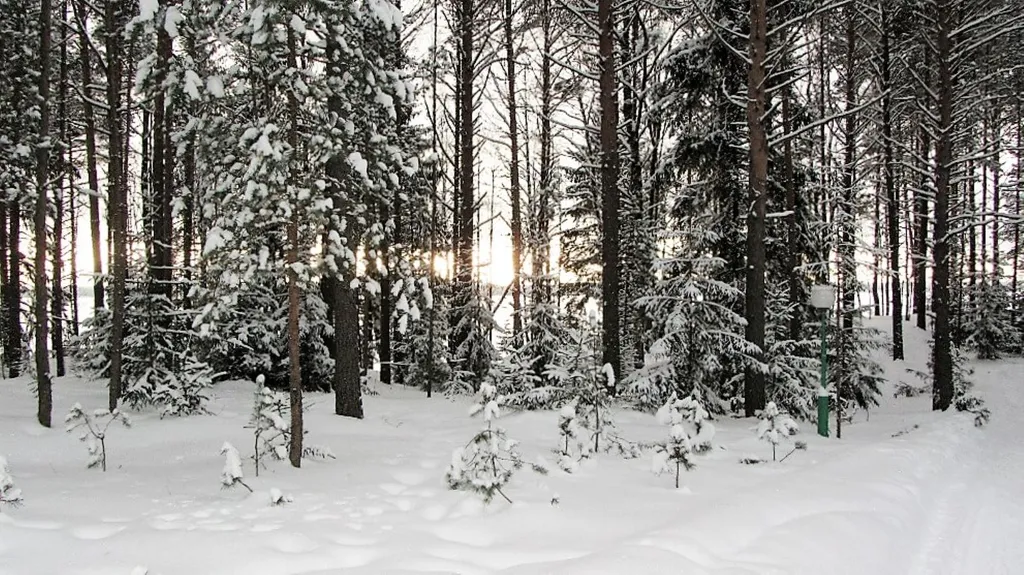 Коттедж Дом в турбазе Чайка, у озера в сосновом бору - Селигерский край — Турбаза Чайка