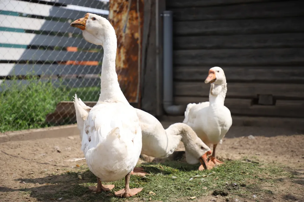 Гостевой дом