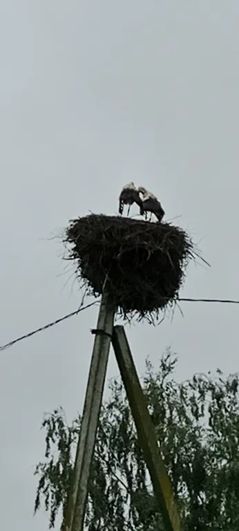 Дом мечты прямо у Минска усадьба Гринкевичи с баней, купелью и Wi-Fi
