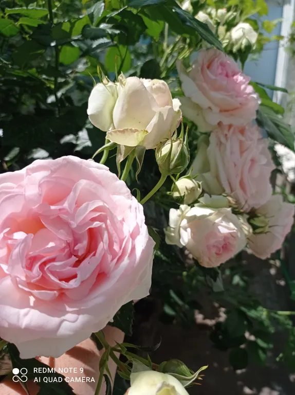 Номер в частном доме Полулюкс