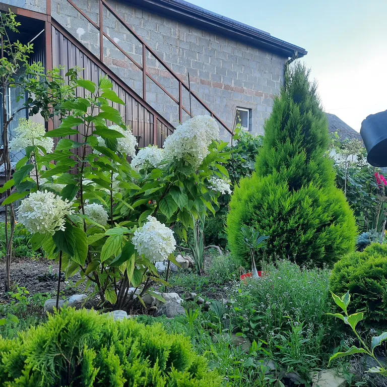 Белый Какаду