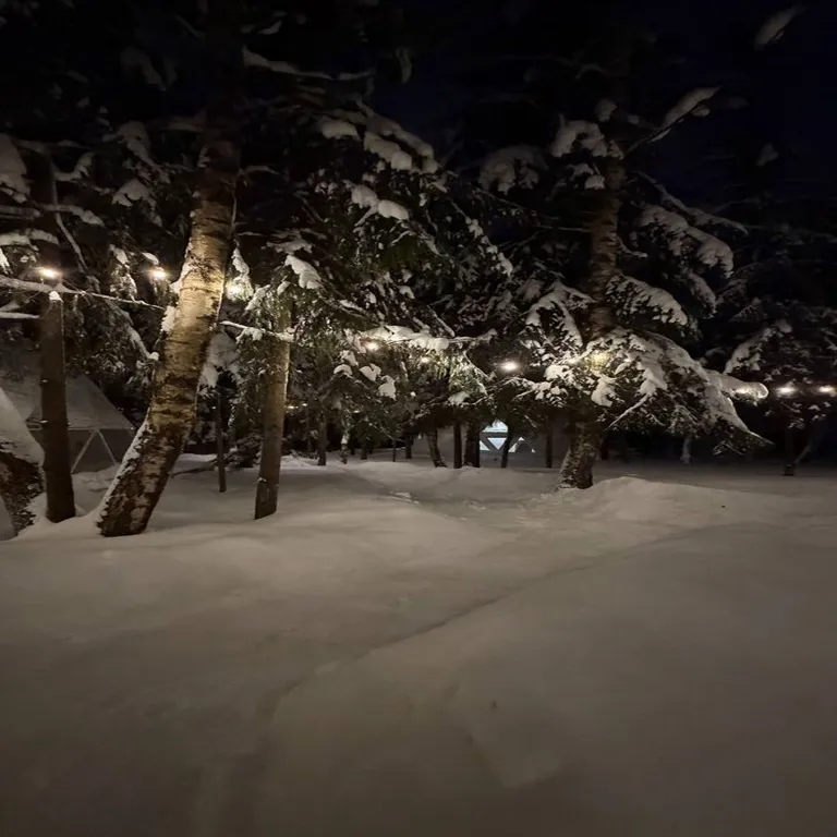 Сфера в сосновом лесу