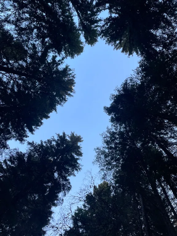 Домик для семейного отдыха в лесу