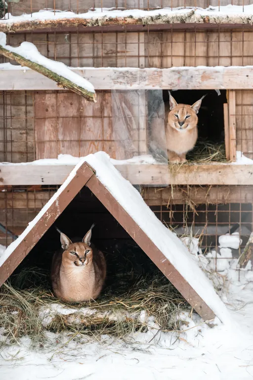 Дом с каракалами, банeй на дpовax, мангалом и казaном