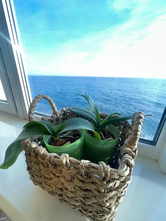 Апартаменты с видовыми окнами на море, первая линия