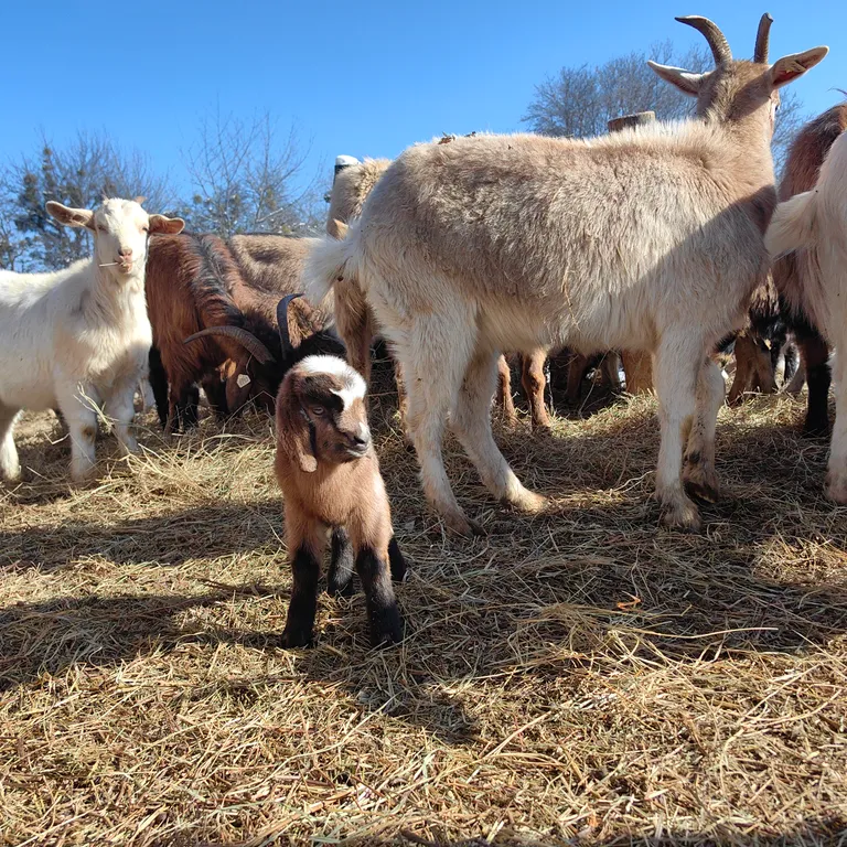 Коттедж Отдых от городской суеты в Адыгеи, домик в лесу А-фрейм — Веселый