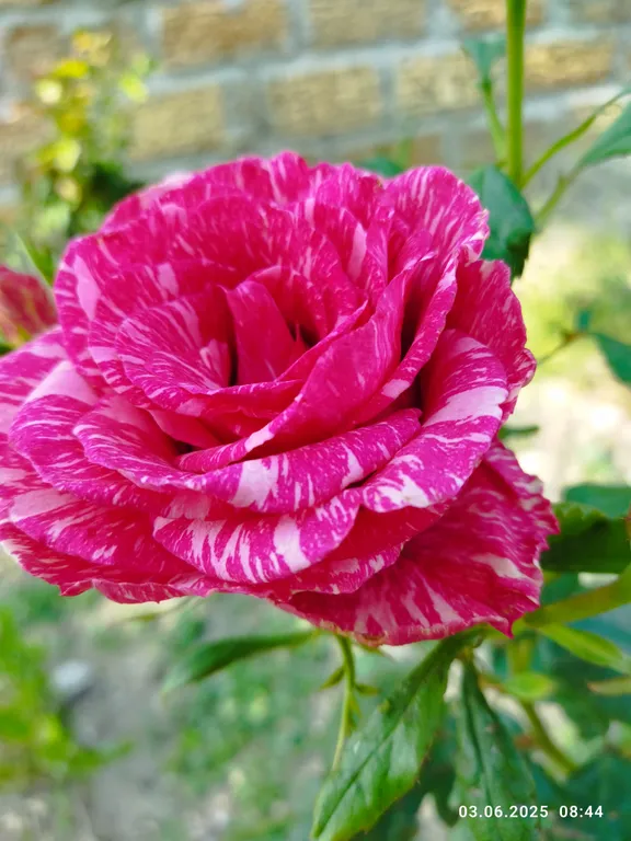 Ракушка Казантипа