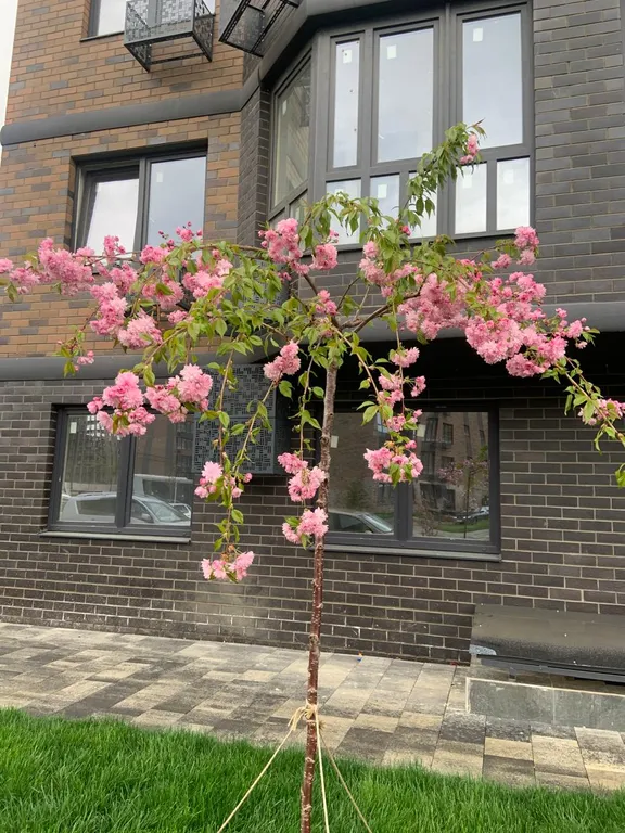 Уютная, светлая квартирка в новом ЖК Яблоневый