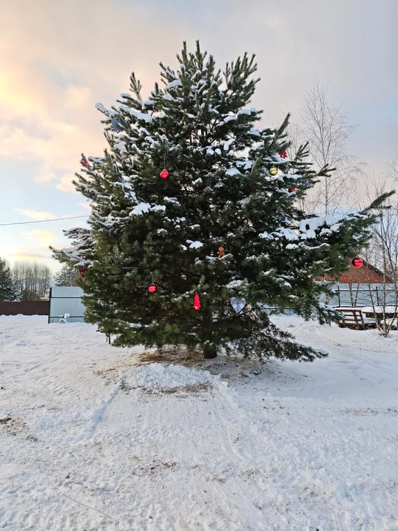 Дом с видом на лес дача рыбака