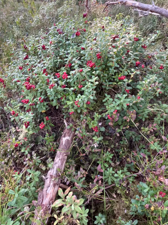 Дом у озера Волоцкое